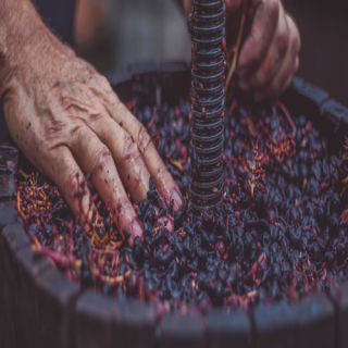 Vinproduktionen er igang hos Bosque de Matasnos